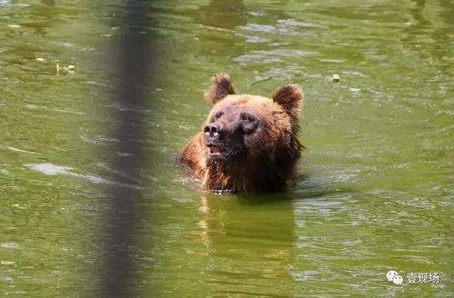 动物吐槽吃瓜视频全集,揭秘动物吐槽吃瓜视频全集