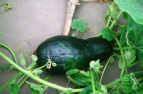 土瓜做法大全宝宝吃视频,营养美味，宝宝爱吃的多样做法