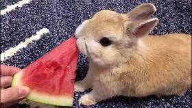 兔子吃姜饼瓜吗会死吗视频,揭秘其致命风险