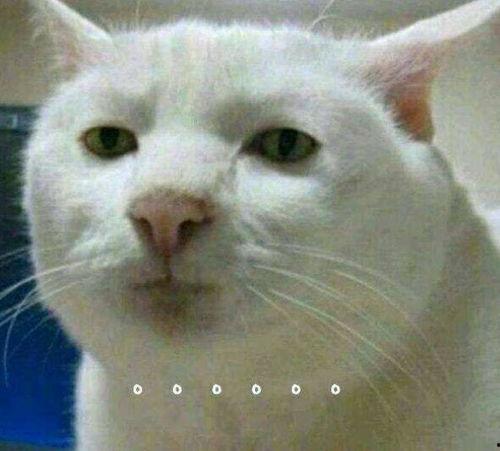 带你吃瓜看奇葩动物视频,带你领略大自然的“吃瓜”盛宴