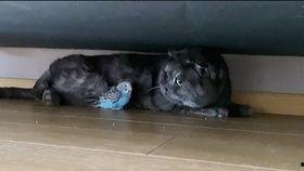 猫咪吃瓜小游戏视频,萌宠趣味挑战视频集锦