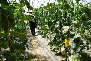 茌平吃瓜视频,揭秘当地特色美食与风土人情