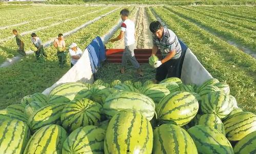 亭子吃瓜视频在线观看,欢乐时光尽在指尖