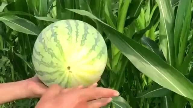 八卦吃瓜新说法视频,揭秘短视频时代的八卦文化现象