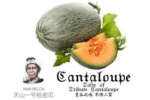 小二哈吃蜜瓜视频,萌宠大快朵颐，甜蜜瞬间萌翻网友