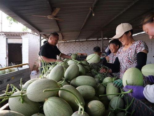 南山和山南吃瓜视频,一场吃瓜视频引发的美食盛宴