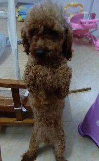 泰迪吃贝贝瓜好吗视频,美味瞬间萌翻网友