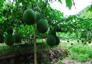 吊瓜用不用掐尖吃呢视频,是否需要掐尖，揭秘吊瓜美味秘诀