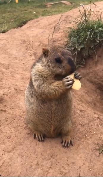 大树底下吃瓜的土拨鼠视频,演绎夏日田园生活